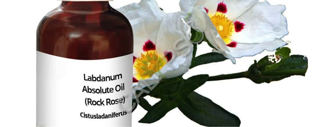 Labdanum-Blumen-Absolutölleistung (Felsenrose)